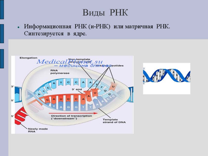 Виды  РНК Информационная  РНК (и-РНК)  или матричная  РНК.  